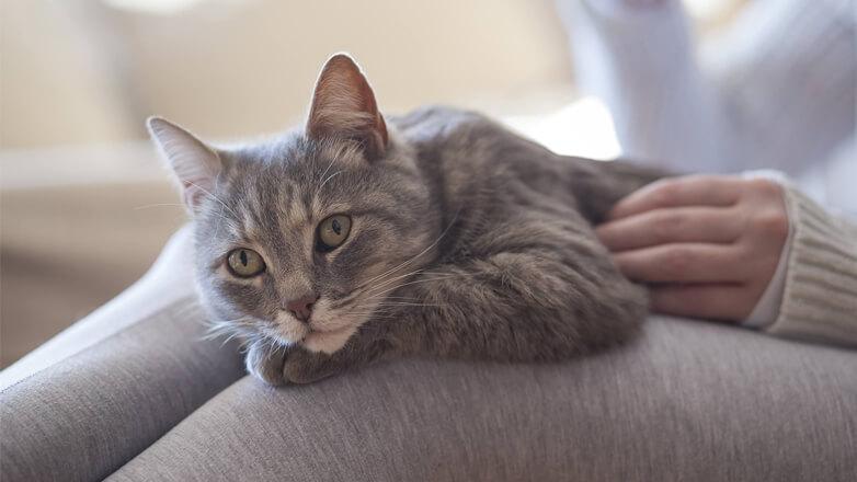 Symbolbild zum Schweizer Mietrecht: Dürfen Vermieter Katzen verbieten?
